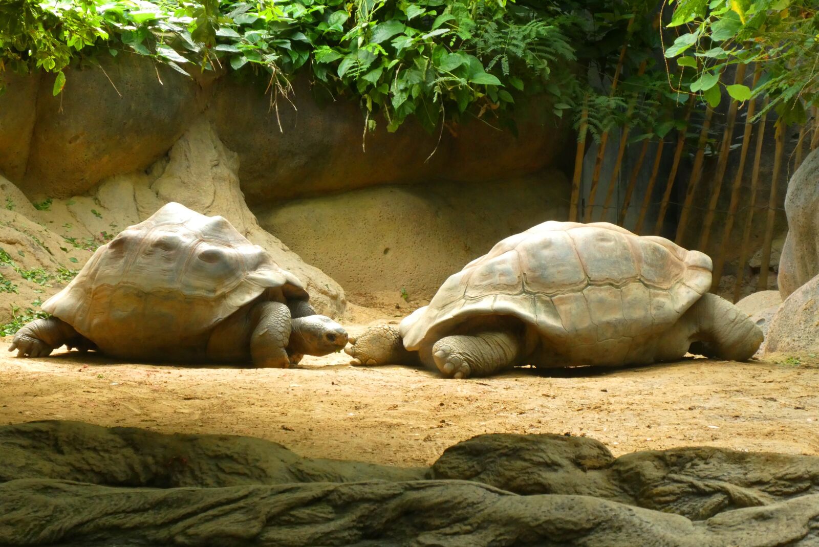 Panasonic Lumix DC-ZS70 (Lumix DC-TZ90) sample photo. Turtle, tortoise, reptiles photography