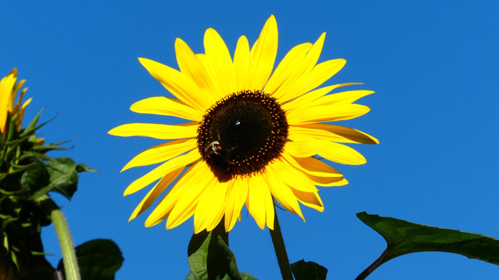 Panasonic Lumix DMC-FZ300 sample photo. Sunflower, plant, yellow photography