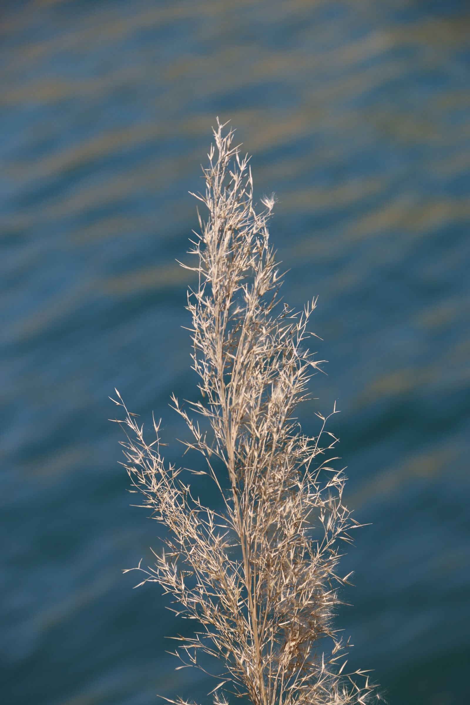 Canon EF-S 18-135mm F3.5-5.6 IS sample photo. Flower, plant, nature photography