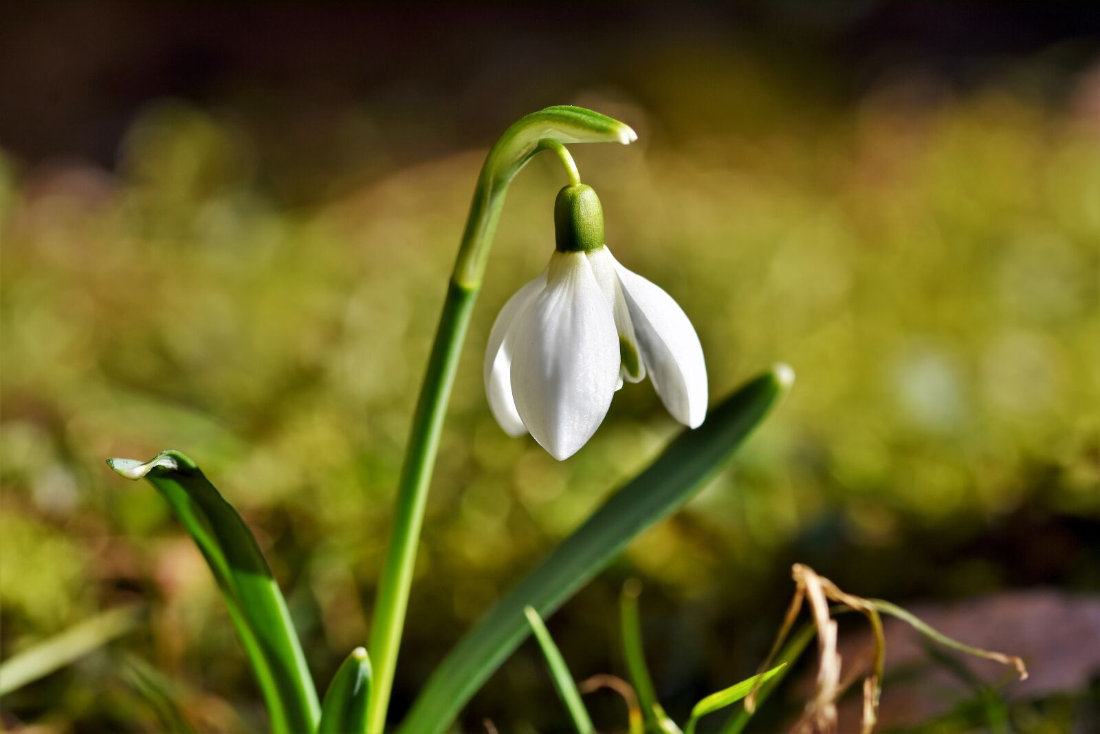 Nikon D7200 sample photo. Snowdrop, snow bell, spring photography