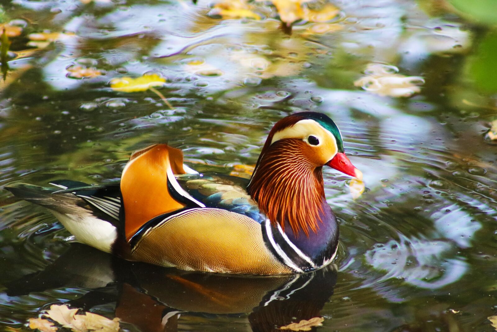 Canon EOS 750D (EOS Rebel T6i / EOS Kiss X8i) sample photo. Duck, water, bird photography