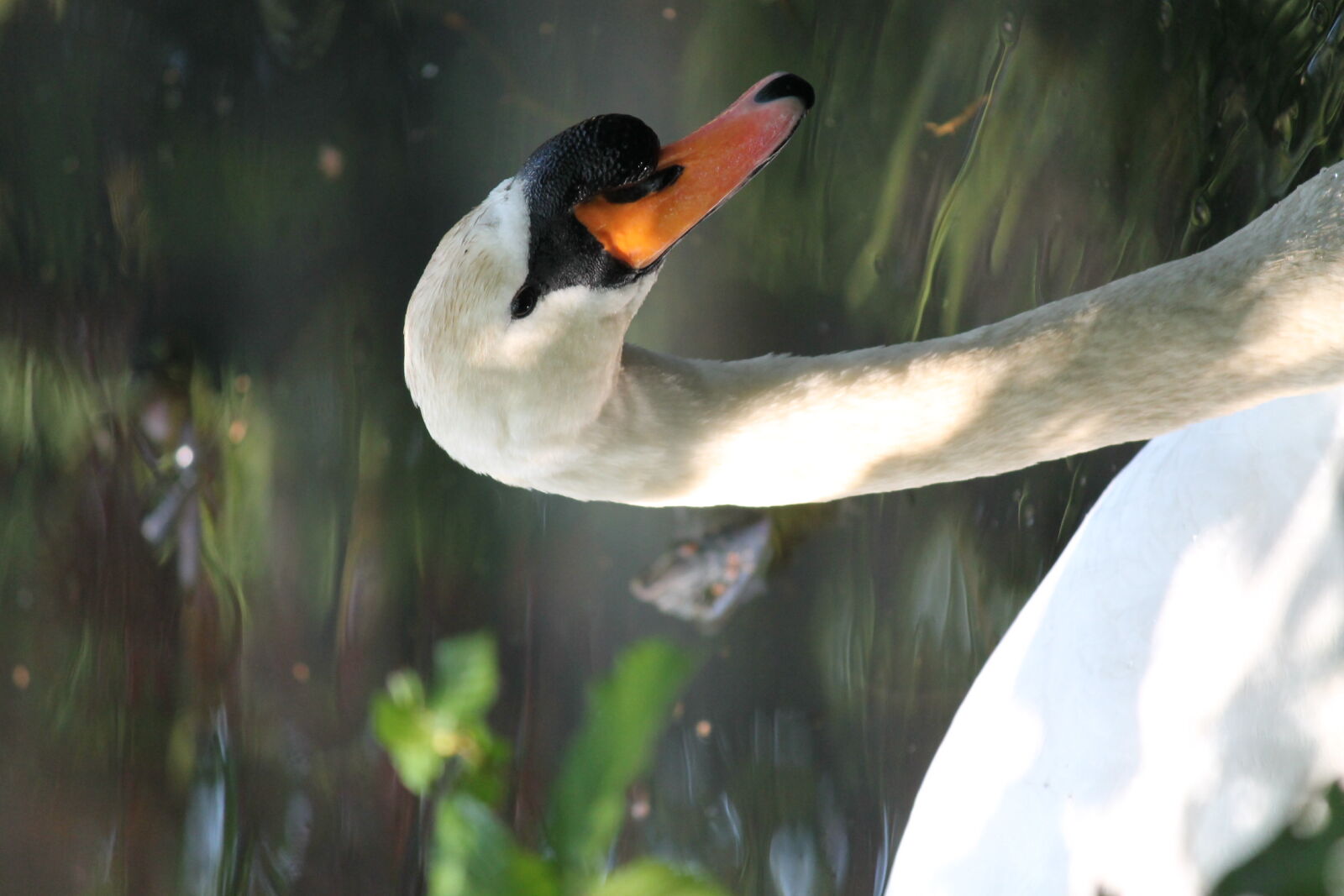 Canon EF-S 55-250mm F4-5.6 IS II sample photo. Black, eyes, orange, swan photography