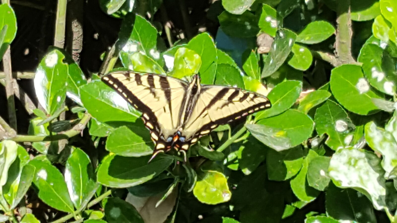Samsung Galaxy S6 sample photo. Butterfly, butterfly, on, green photography