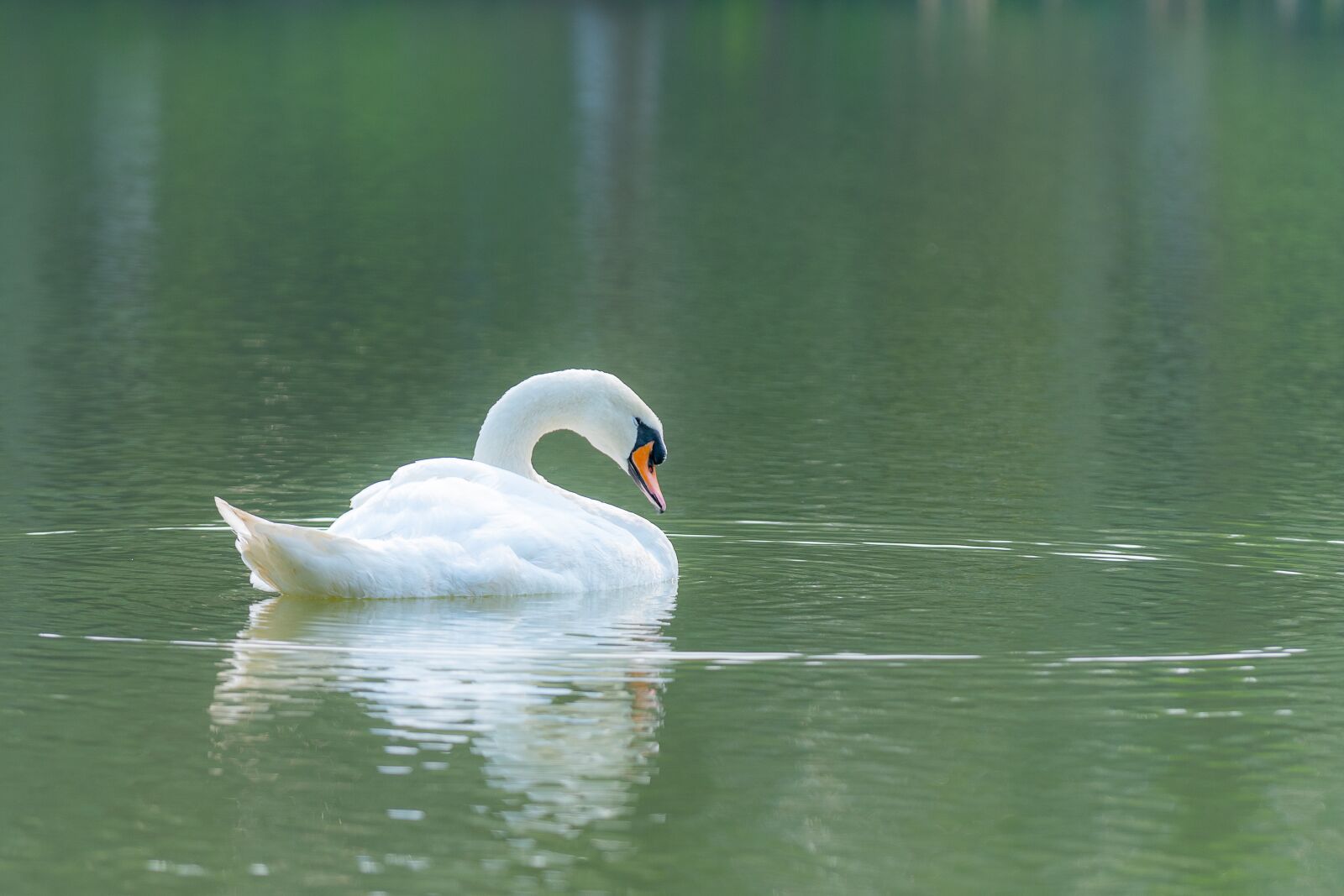 Nikon D810 sample photo. Swan, outdoor, water photography