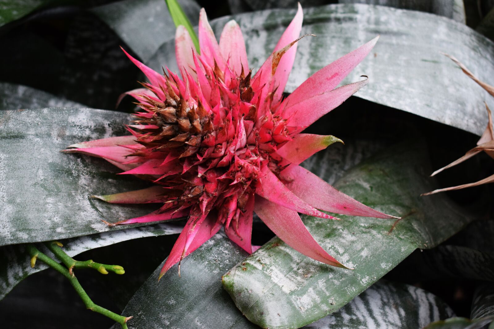 Nikon D3300 sample photo. Flower, plant, nature photography