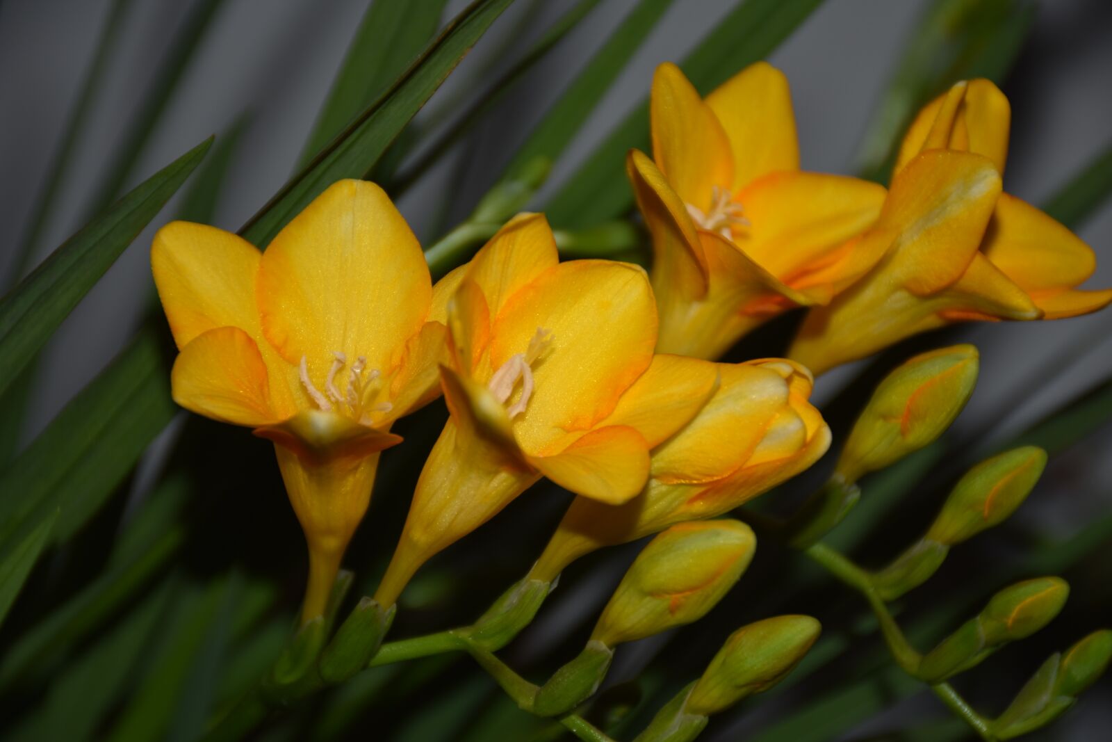 Nikon D7200 sample photo. Flower, plant, nature photography
