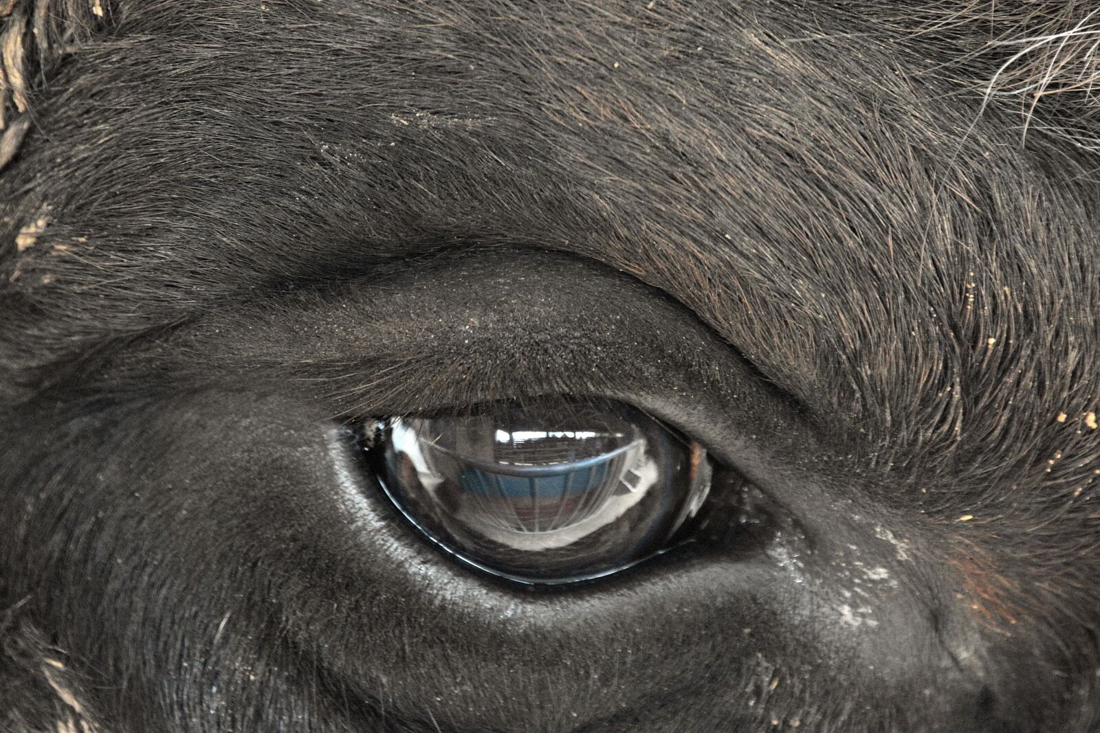 Nikon D3400 sample photo. Bison, bull, animal photography