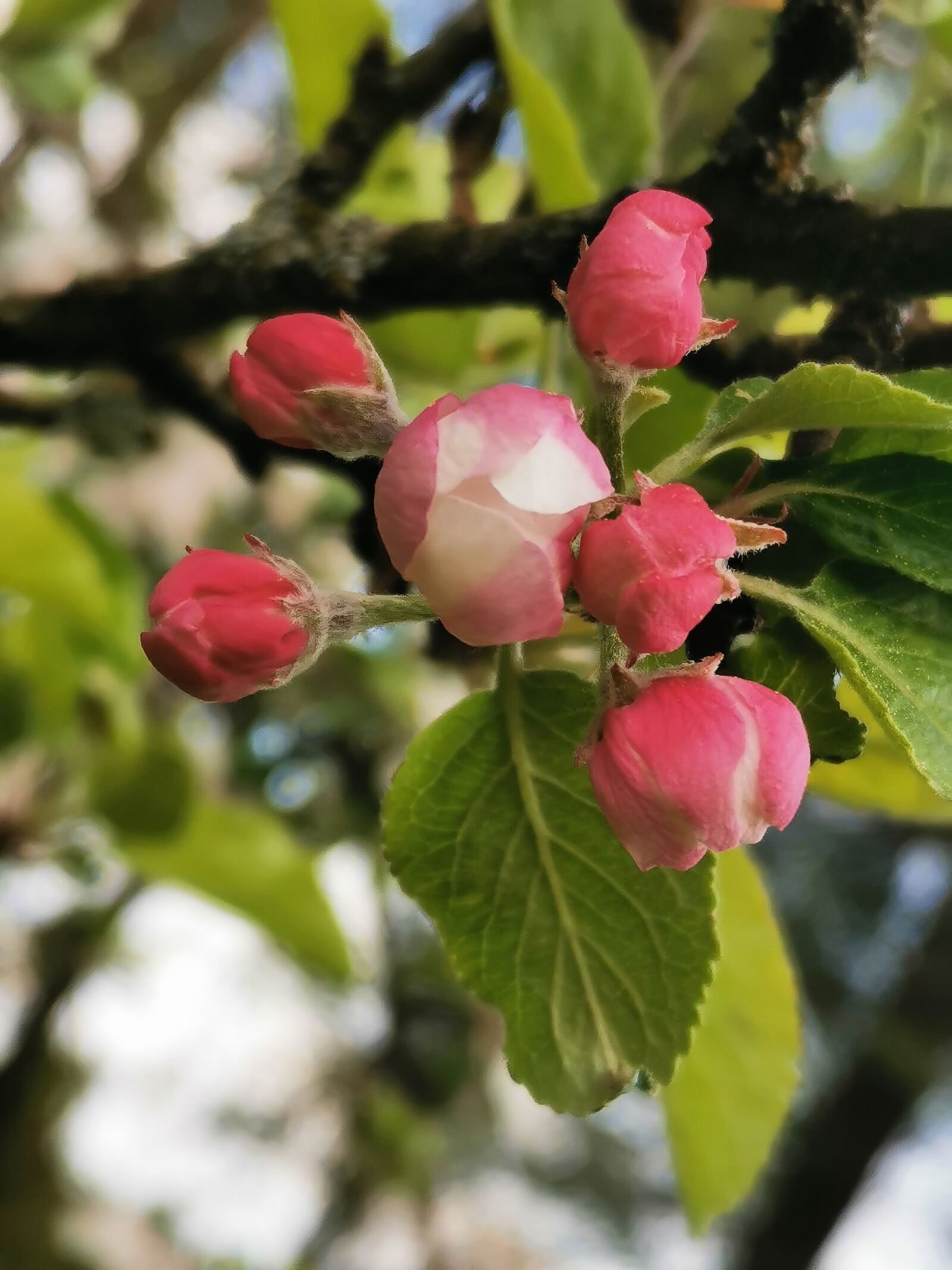 HUAWEI P30 sample photo. Blossom, bloom, apple photography
