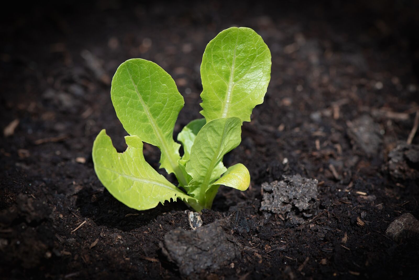 Nikon D750 sample photo. Lettuce seedling, salad, garden photography