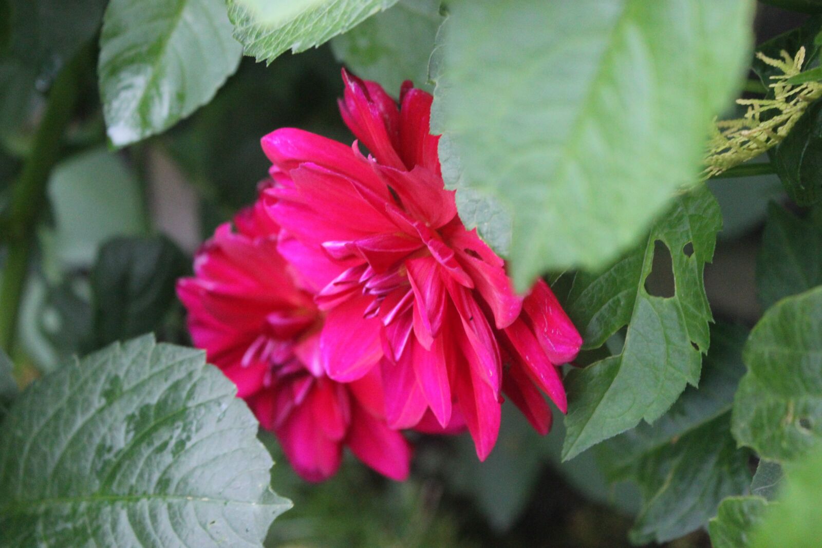 Canon EOS 600D (Rebel EOS T3i / EOS Kiss X5) sample photo. Flower, green, nature photography