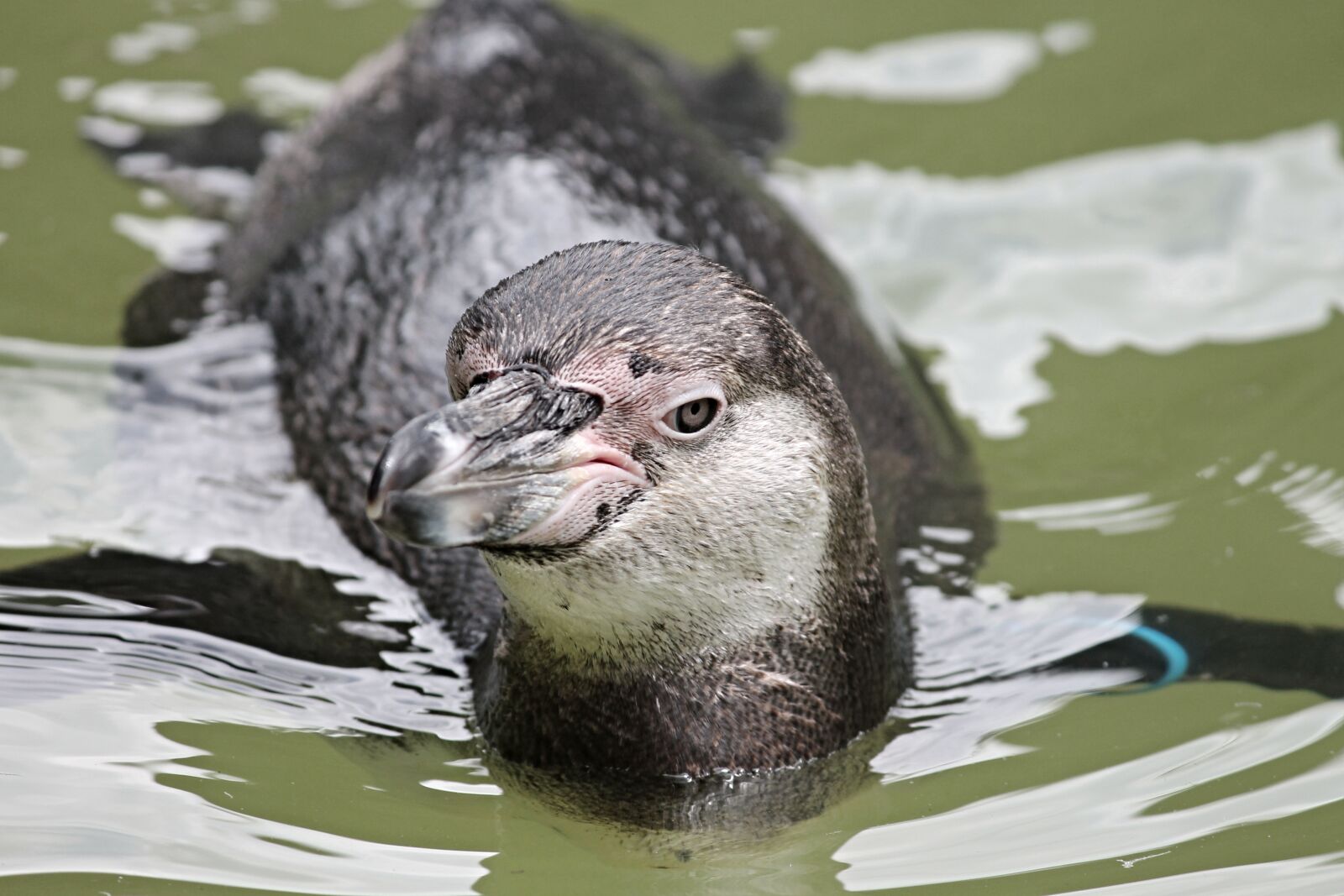 Canon EOS 1100D (EOS Rebel T3 / EOS Kiss X50) sample photo. Penguin, swim, head photography