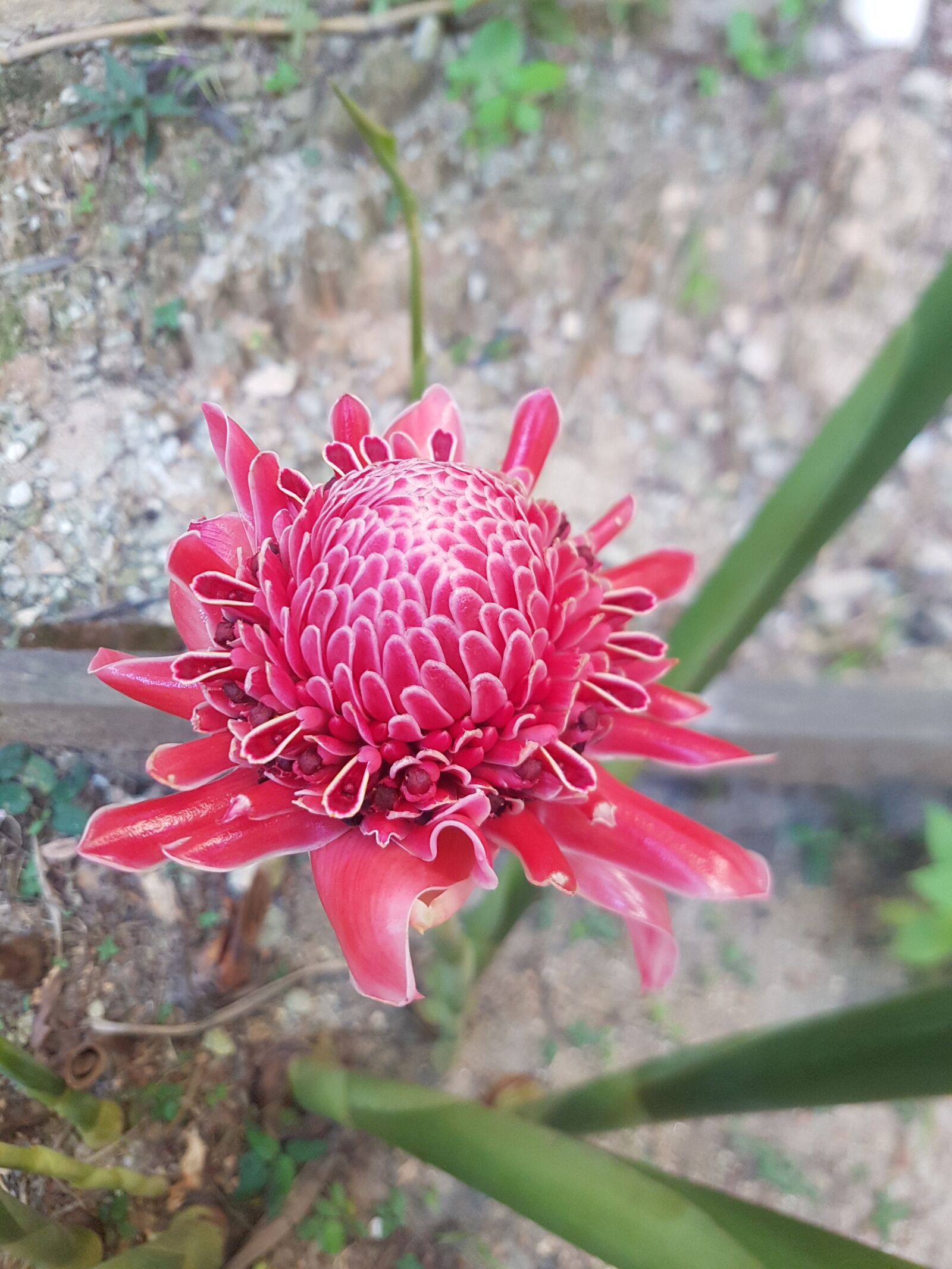 Samsung Galaxy S7 Edge sample photo. Etlingera elatior, pink, red photography
