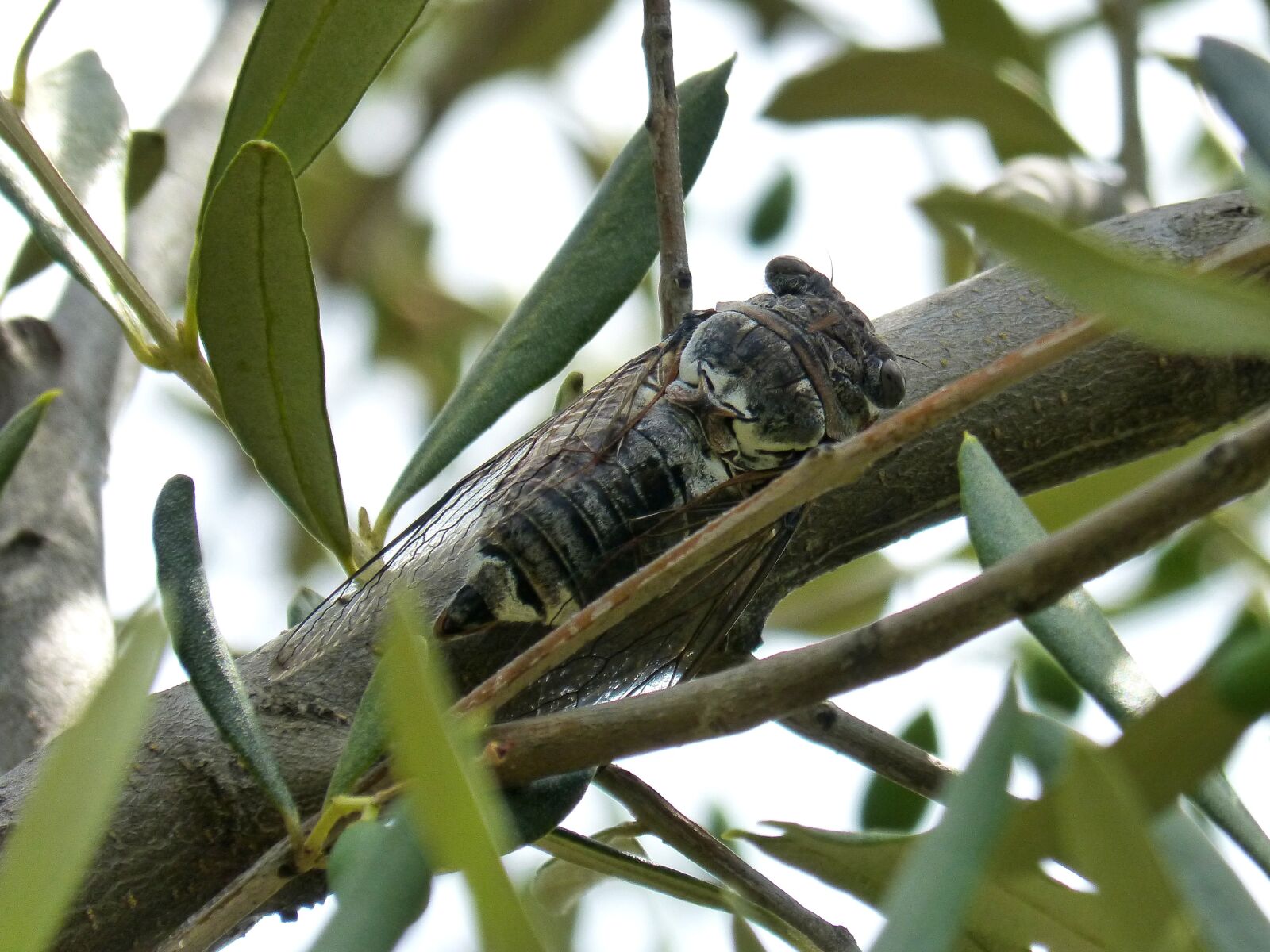 Panasonic DMC-FZ62 sample photo. Cicada, olive, i cic photography