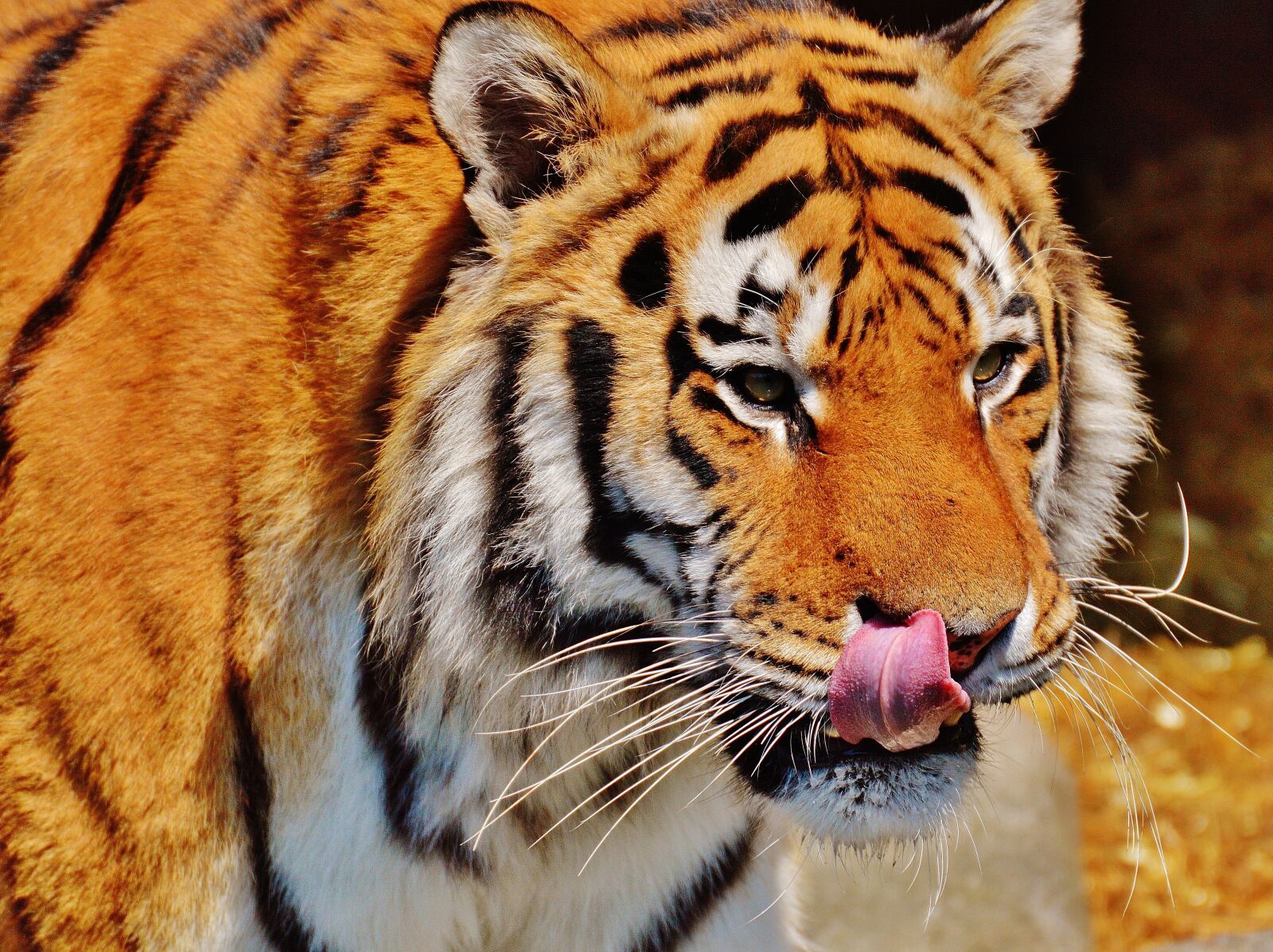 Nikon D3200 sample photo. Tiger, predator, fur photography