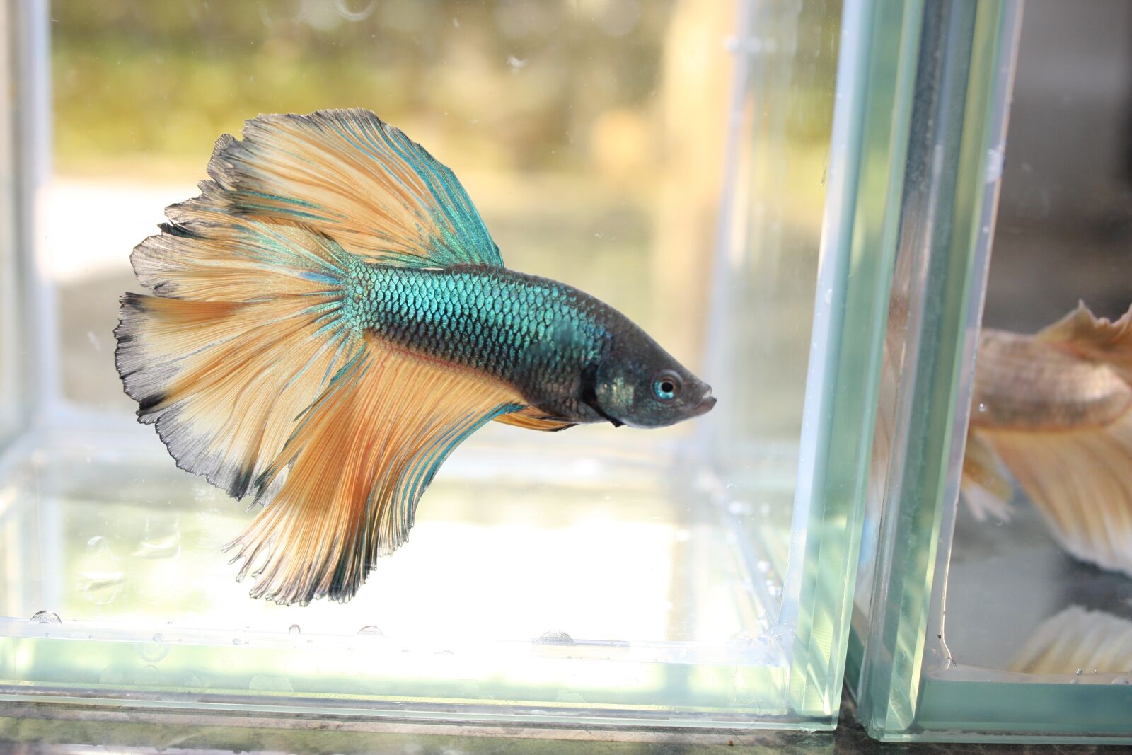 Canon EOS 40D sample photo. Animal, nature, fish photography