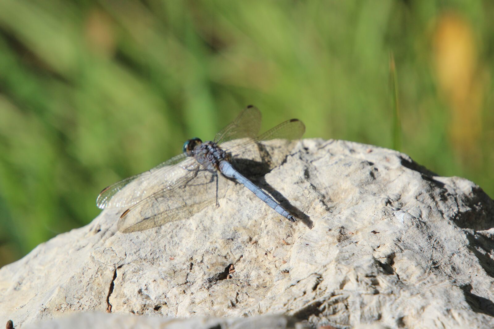Canon EOS 600D (Rebel EOS T3i / EOS Kiss X5) sample photo. Stone, nature, insect photography