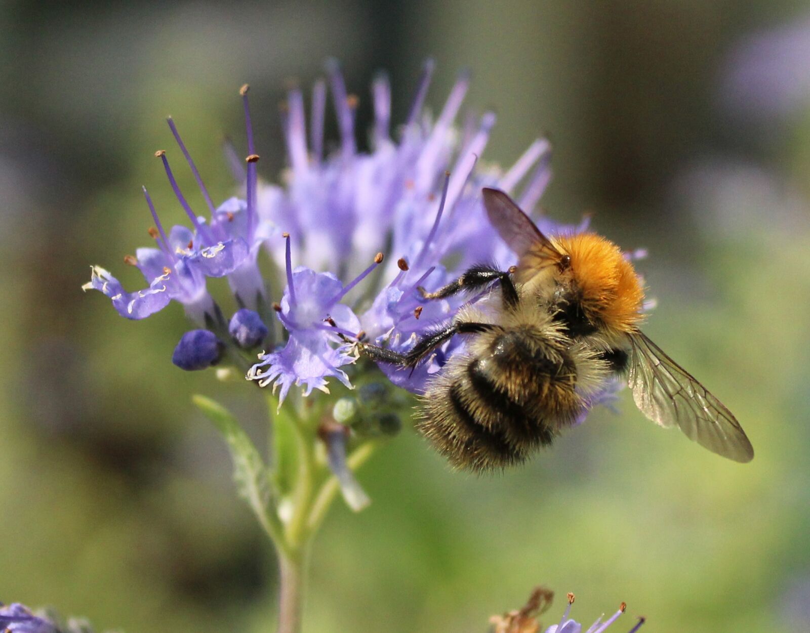 Canon EOS 1200D (EOS Rebel T5 / EOS Kiss X70 / EOS Hi) sample photo. Honey, bee, pollen photography