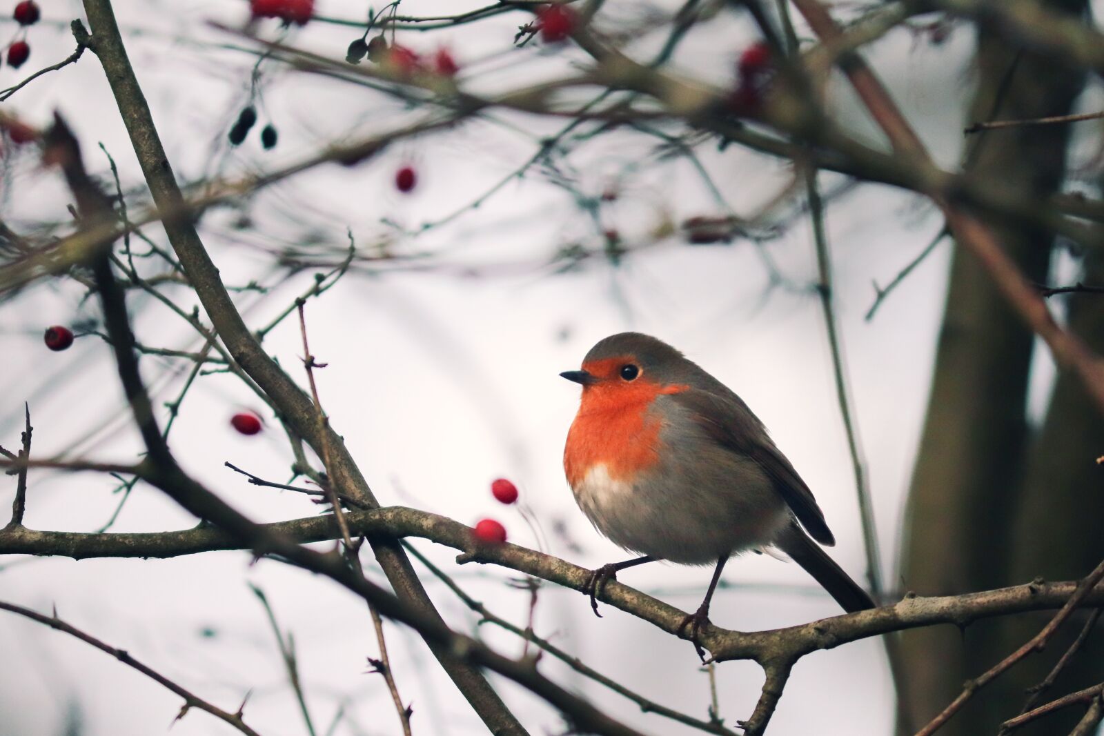 Canon EOS 200D (EOS Rebel SL2 / EOS Kiss X9) sample photo. Robin, erithacus rubecula, old photography