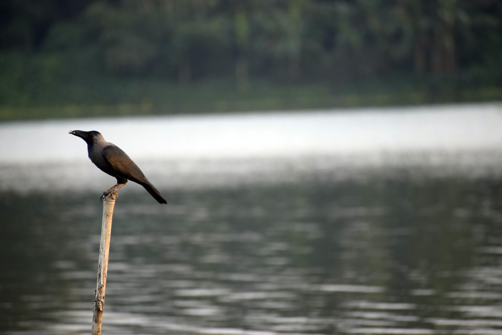 Nikon D5300 sample photo. Crow, nature, animal photography
