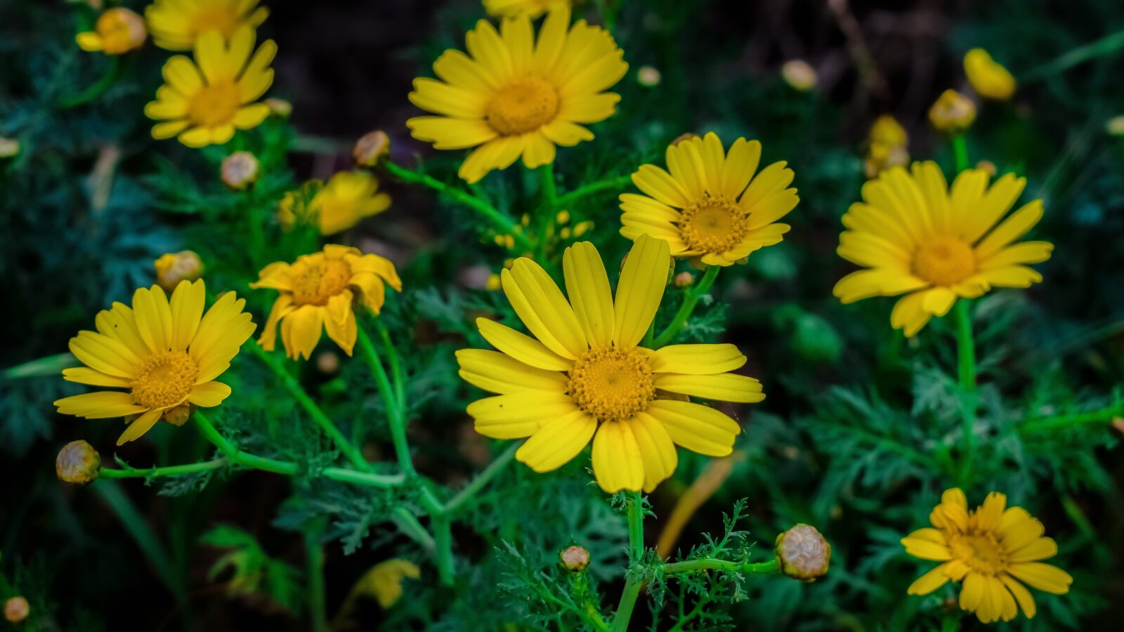 Nikon D3300 sample photo. Daisies, nature, flower photography
