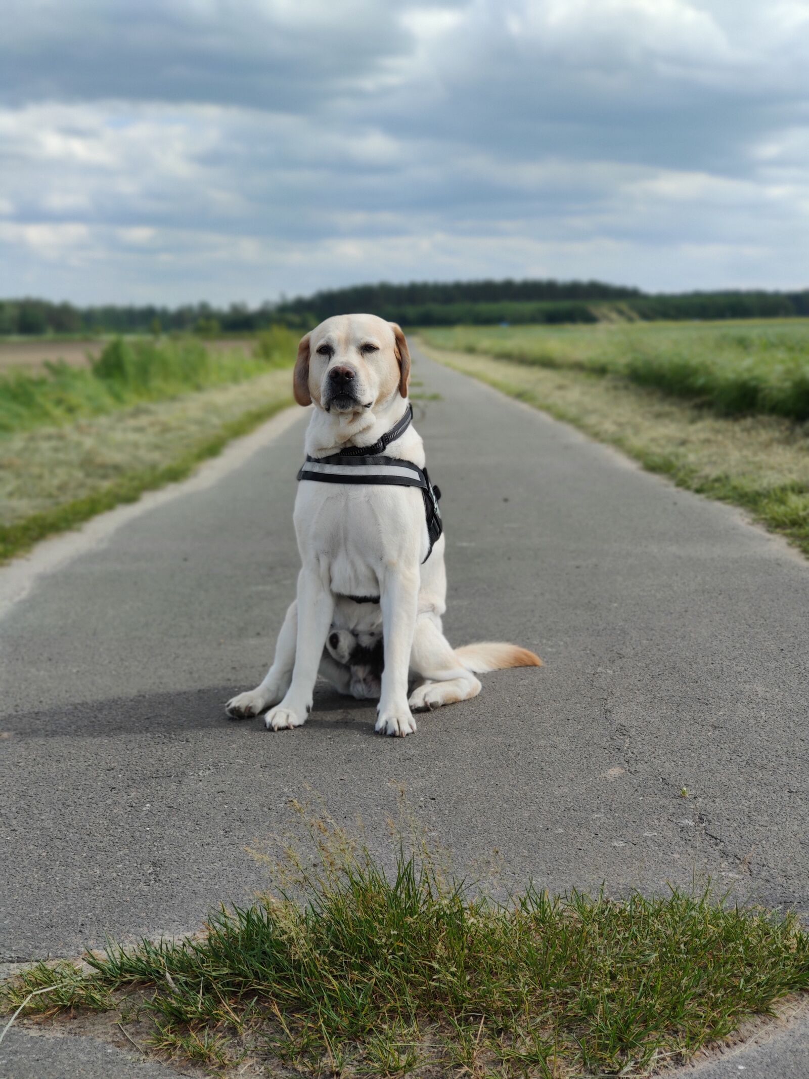 OnePlus GM1913 sample photo. Dog, landscape, labrador photography