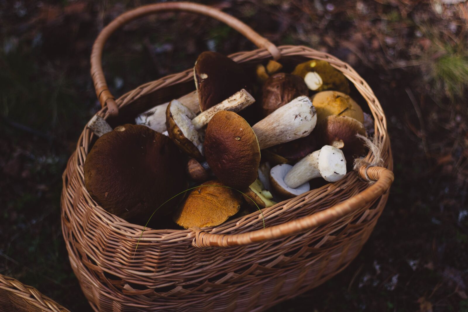 Canon EOS 600D (Rebel EOS T3i / EOS Kiss X5) + Canon EF 50mm F1.8 II sample photo. Woven, basket, mushrooms photography
