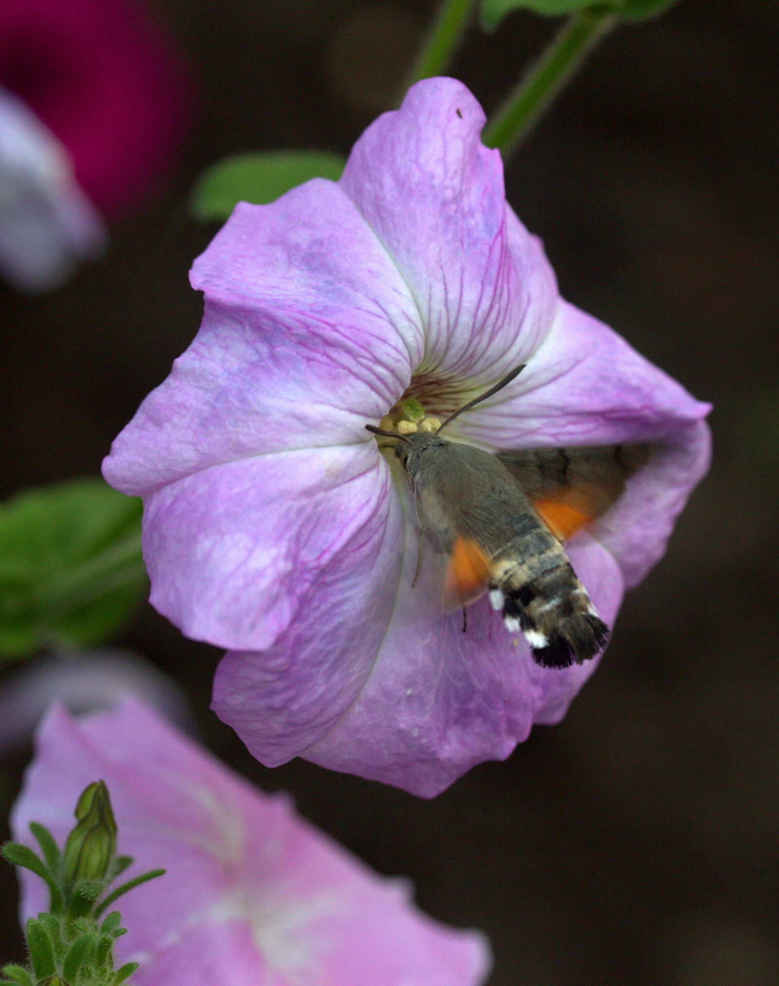 Canon EF-S 60mm F2.8 Macro USM sample photo. Moth, hummingbird, flower photography