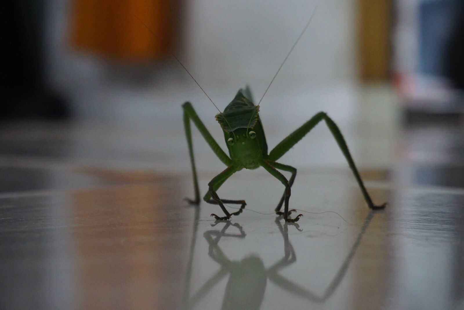 Sony a6000 sample photo. Nature, insect, bug photography