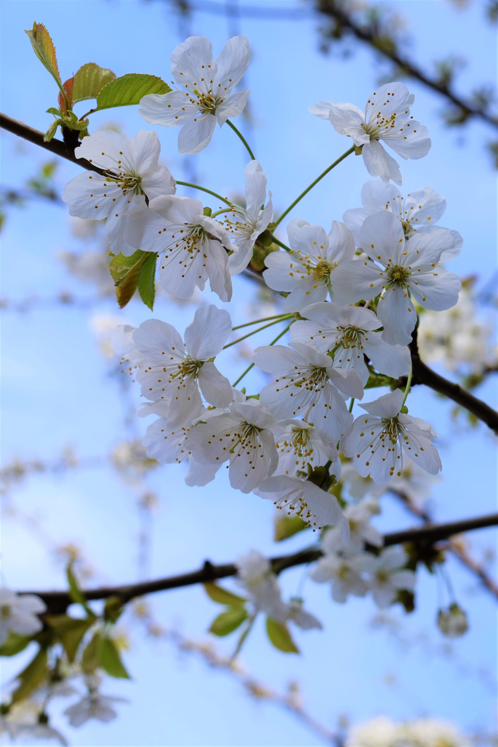 Nikon D3300 sample photo. Cherry blossom, cherry tree photography