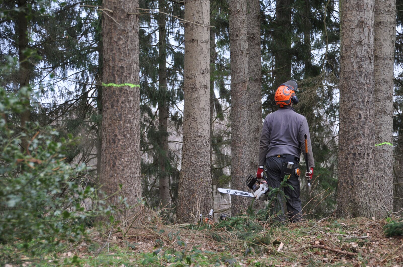Nikon D5000 sample photo. Forestry, inventory, forestry work photography