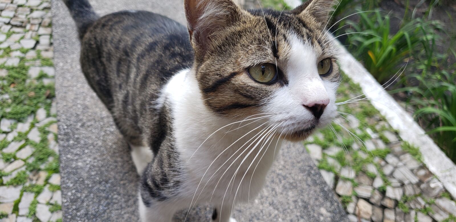 Samsung Galaxy S9 sample photo. Cat, gato, funny cat photography