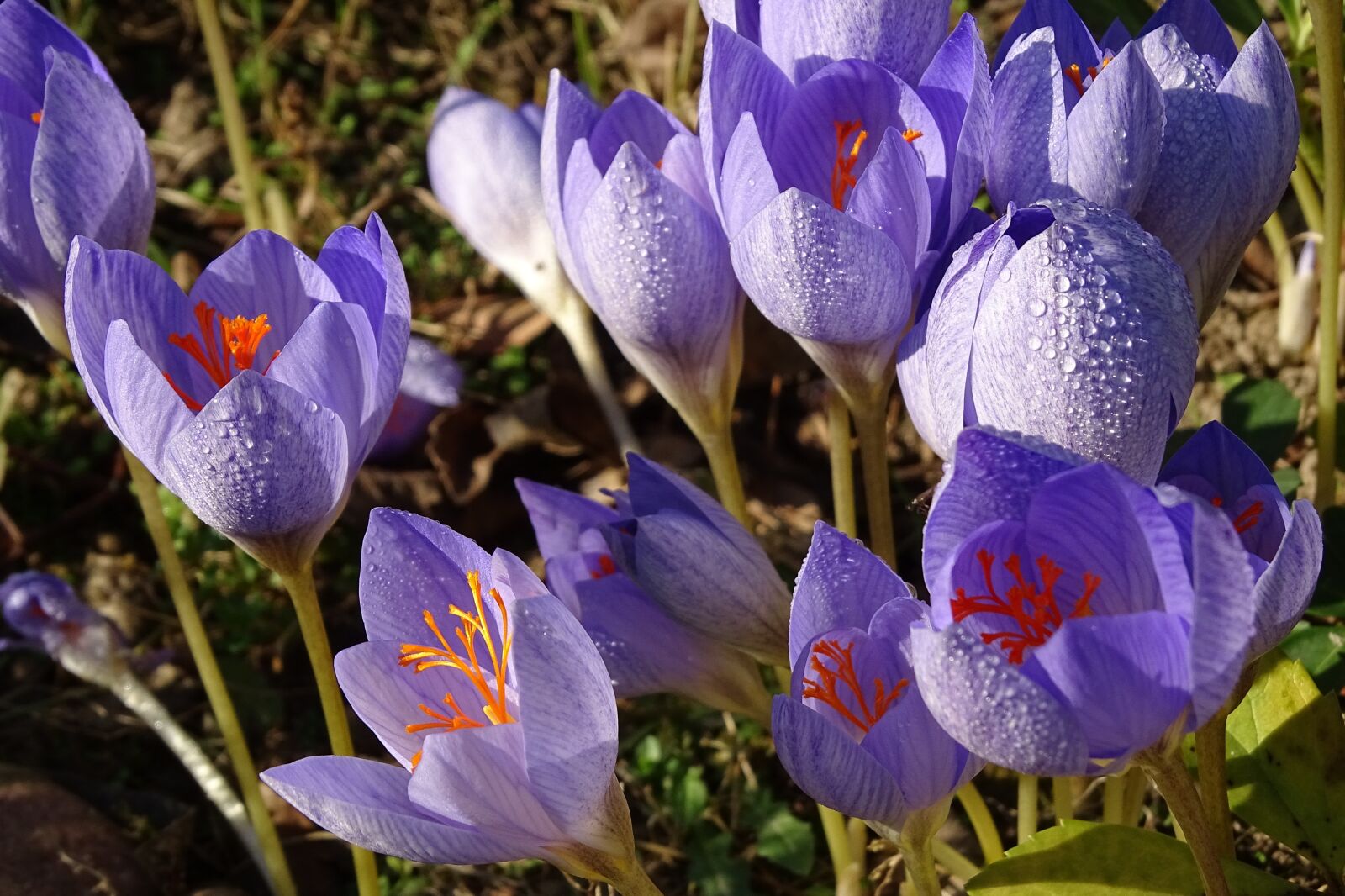 Sony Cyber-shot DSC-HX400V sample photo. Flower, blue, nature photography