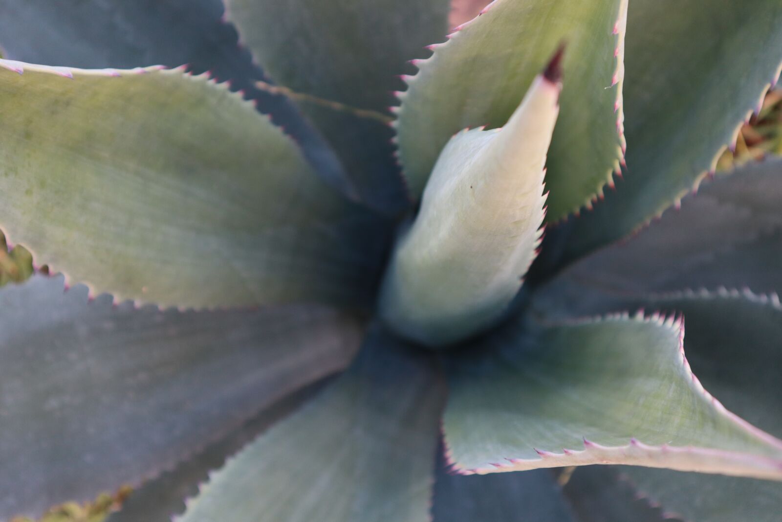 Canon EOS M50 (EOS Kiss M) sample photo. Plant, cactus, green photography
