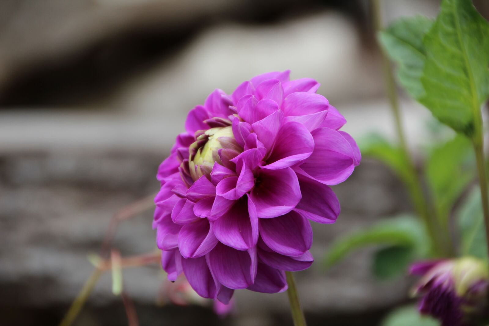 Canon EOS 600D (Rebel EOS T3i / EOS Kiss X5) sample photo. Pompon dahlia, dahlia purple photography