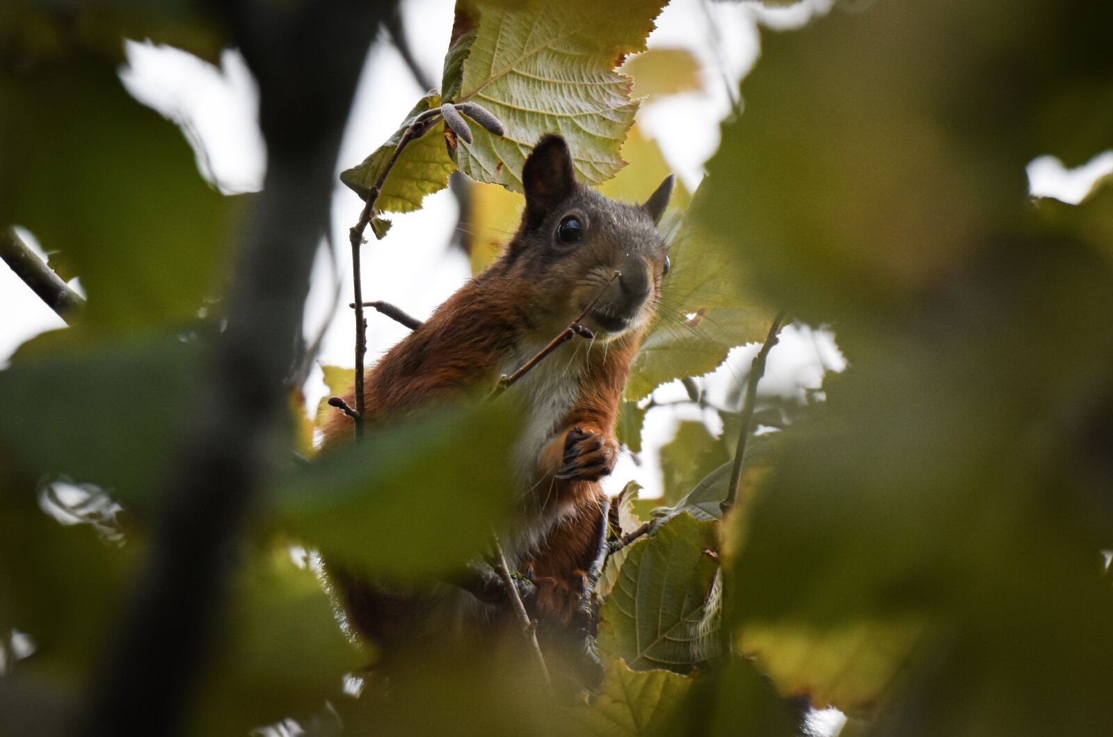 Nikon D5500 sample photo. Squirrel, hazelnut, autumn photography
