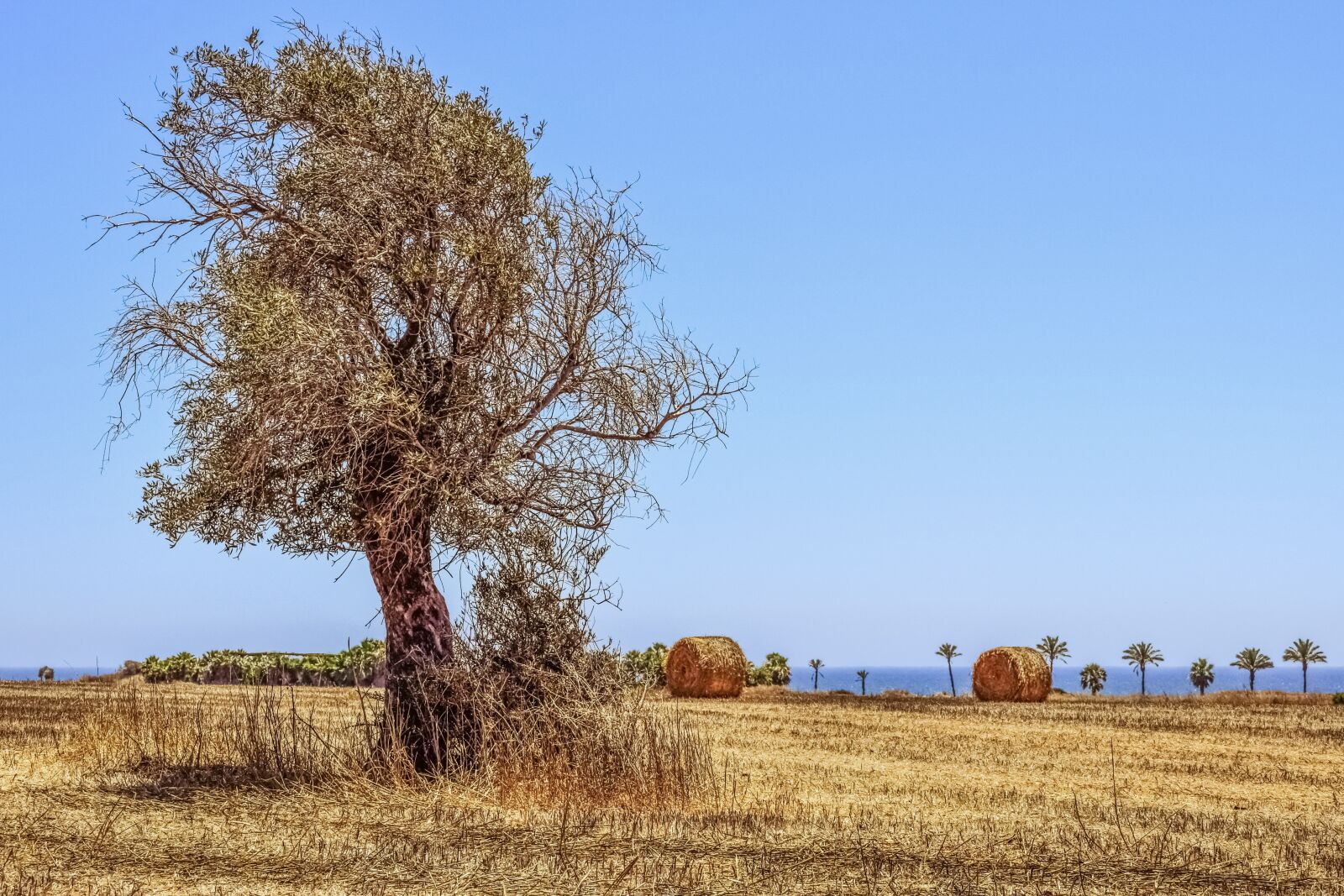 Nikon D3300 sample photo. Tree, field, agriculture photography