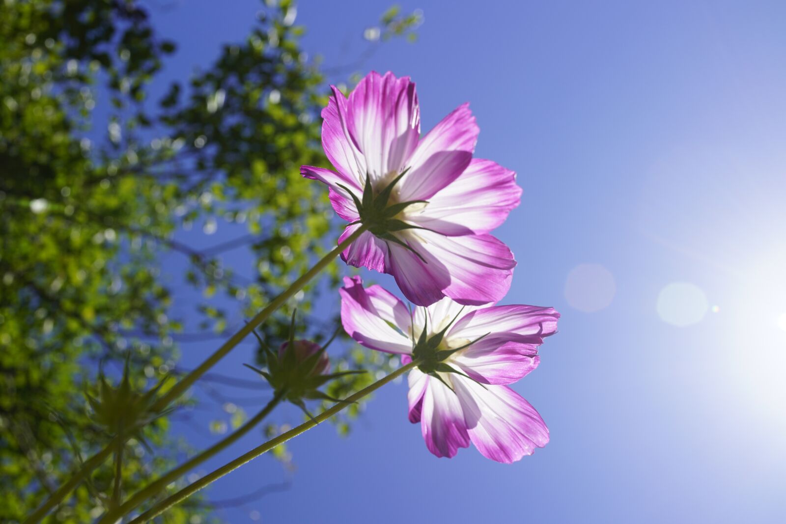 Sony Cyber-shot DSC-RX1R II sample photo. Cosmos, autumn, sky photography