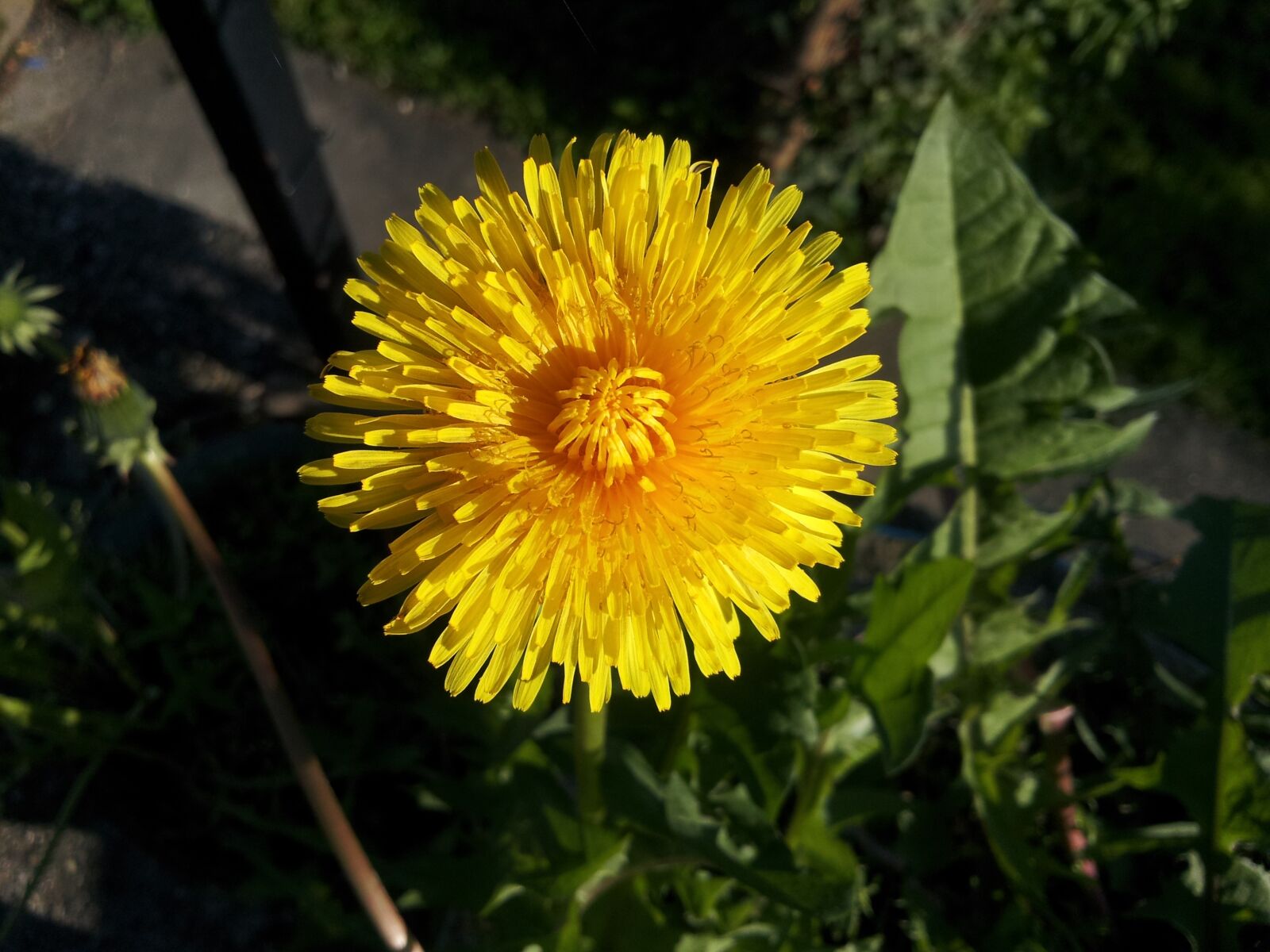 Samsung Galaxy S2 sample photo. Dandelion, yellow, spring photography