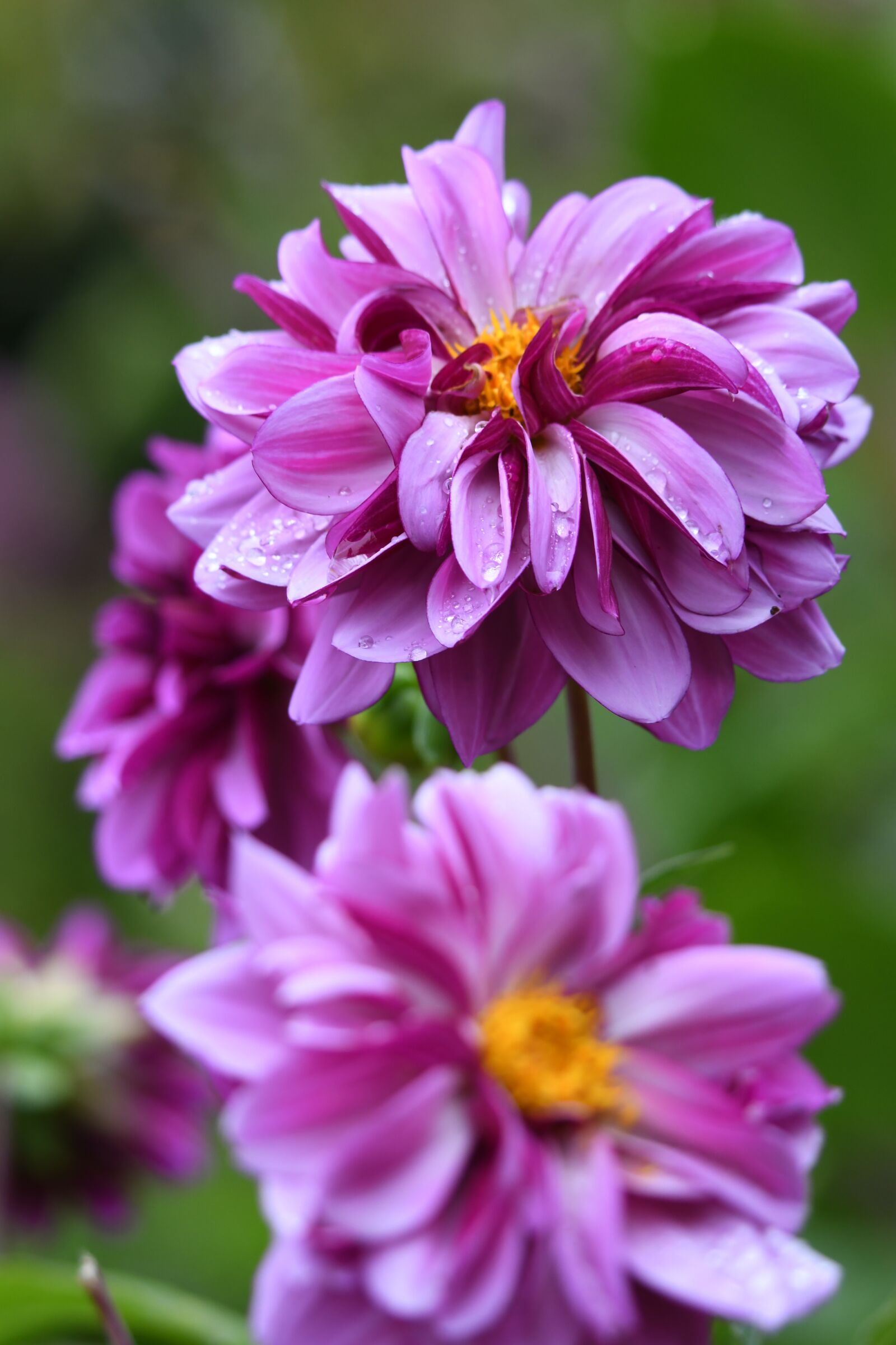 Nikon D500 sample photo. Dahlias, purple dahlias, morning photography