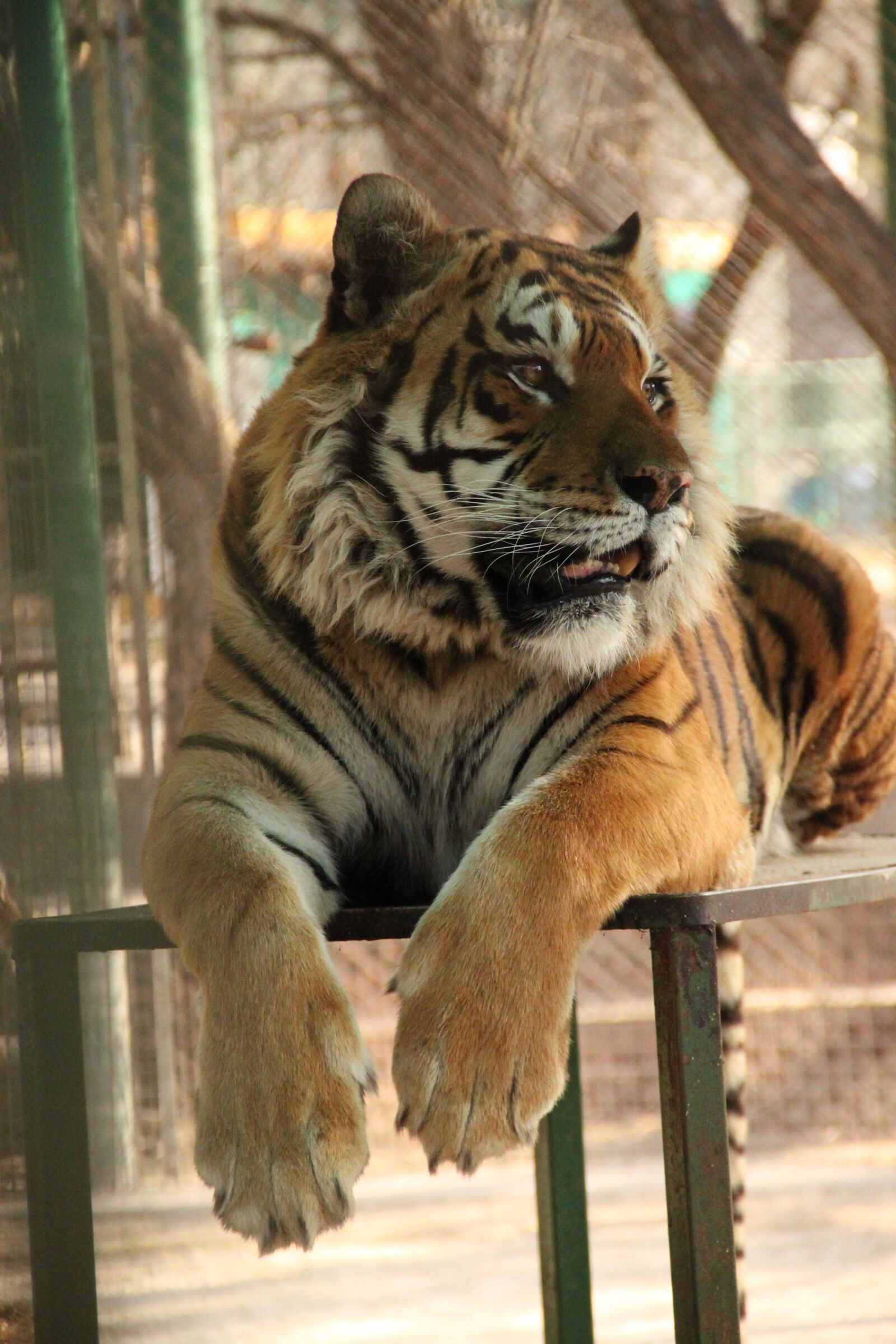 Canon EOS 500D (EOS Rebel T1i / EOS Kiss X3) sample photo. Tiger, zoo, wild photography
