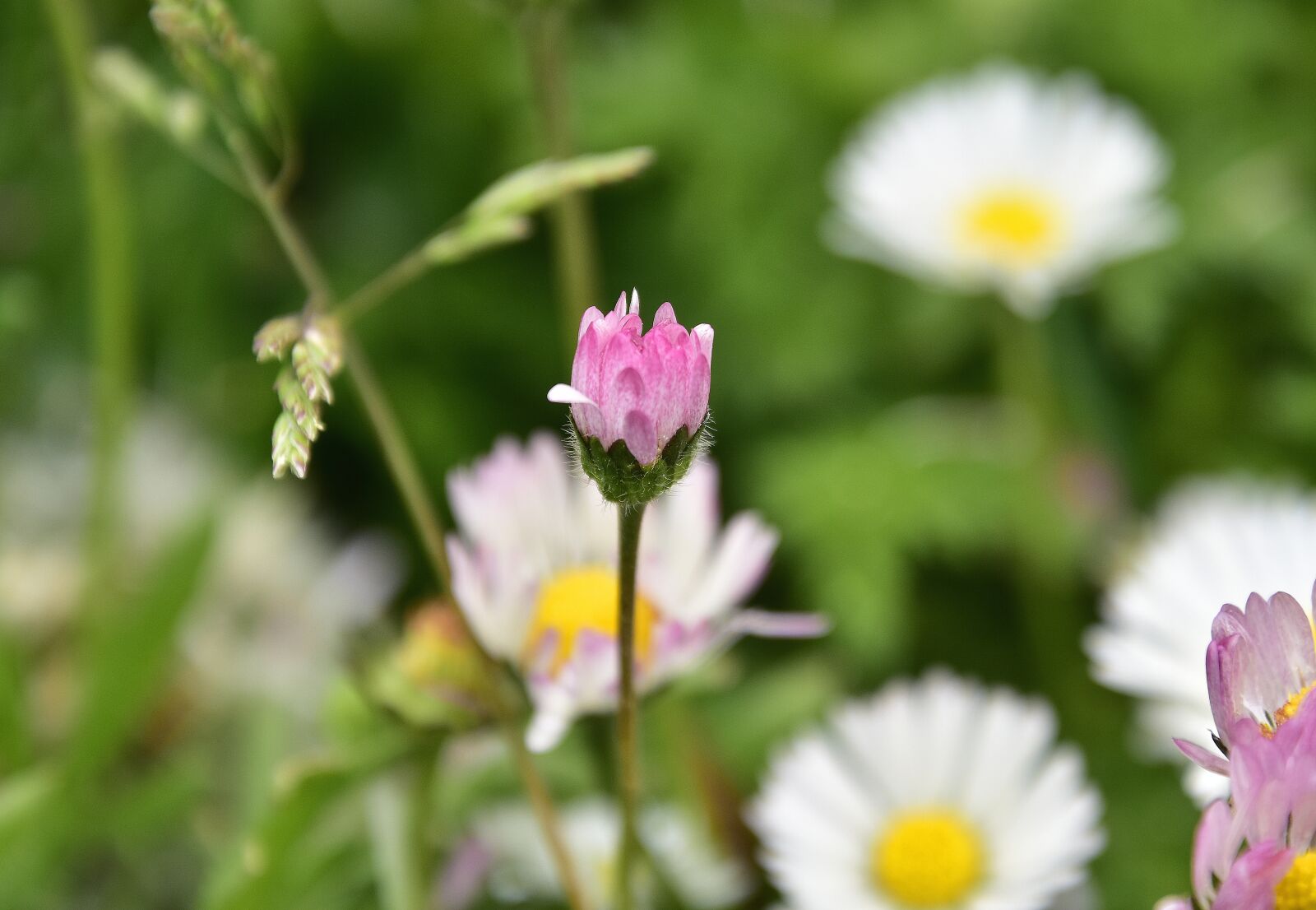 Nikon D7200 sample photo. Nature, plant, flower photography
