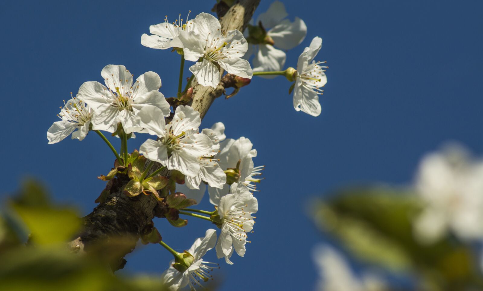 Nikon D7100 sample photo. Plant, nature, branch photography
