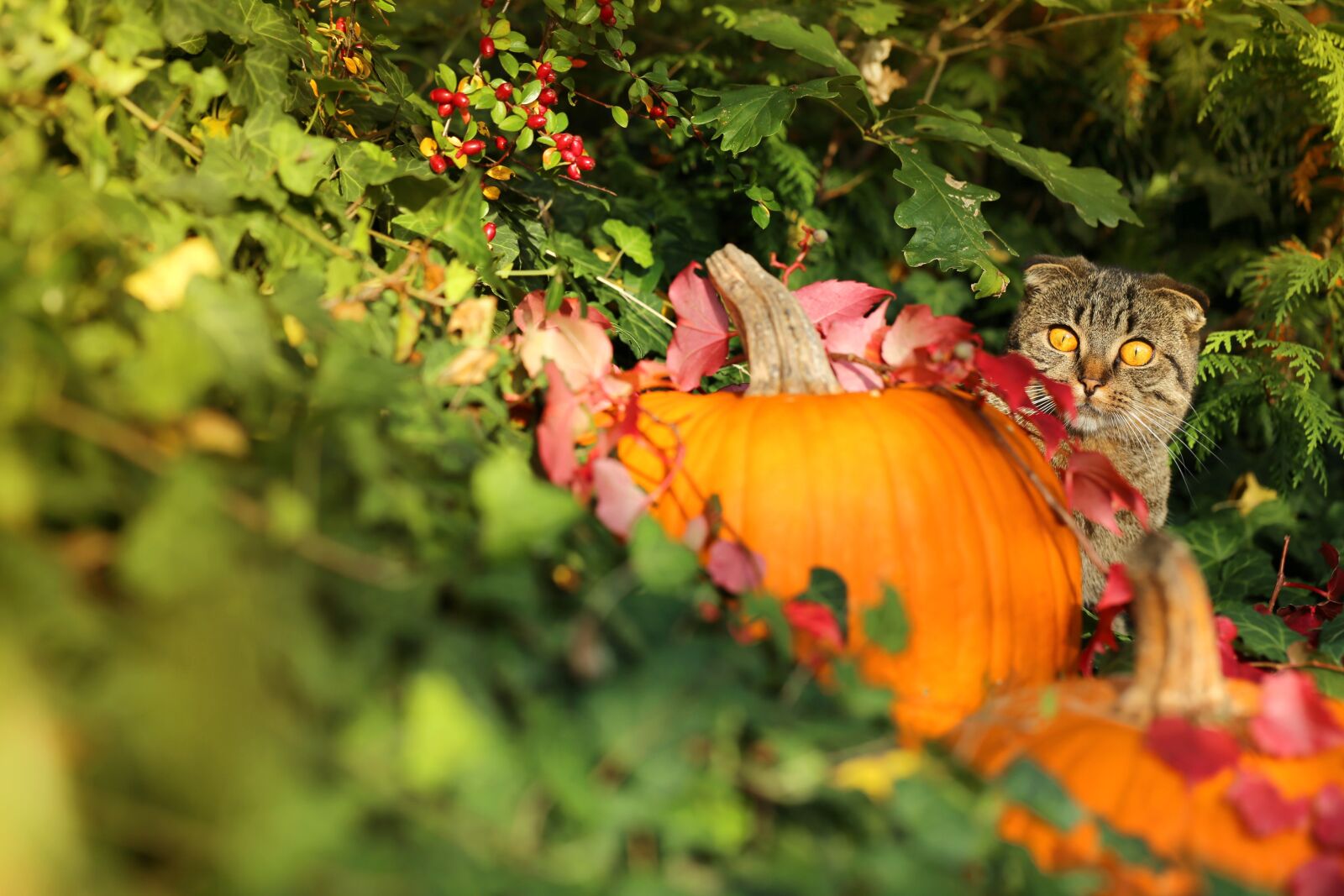 Canon EF 100mm F2.8L Macro IS USM sample photo. Autumn, cat, pumpkin photography