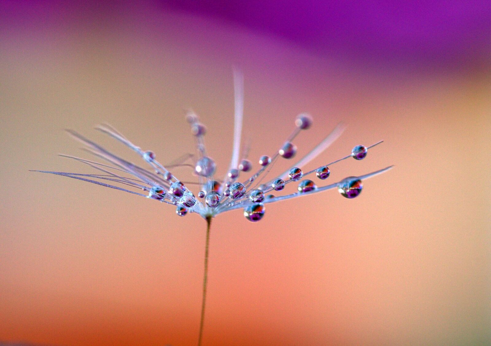 Canon EF-S 60mm F2.8 Macro USM sample photo. Dandelion, drops, plant photography