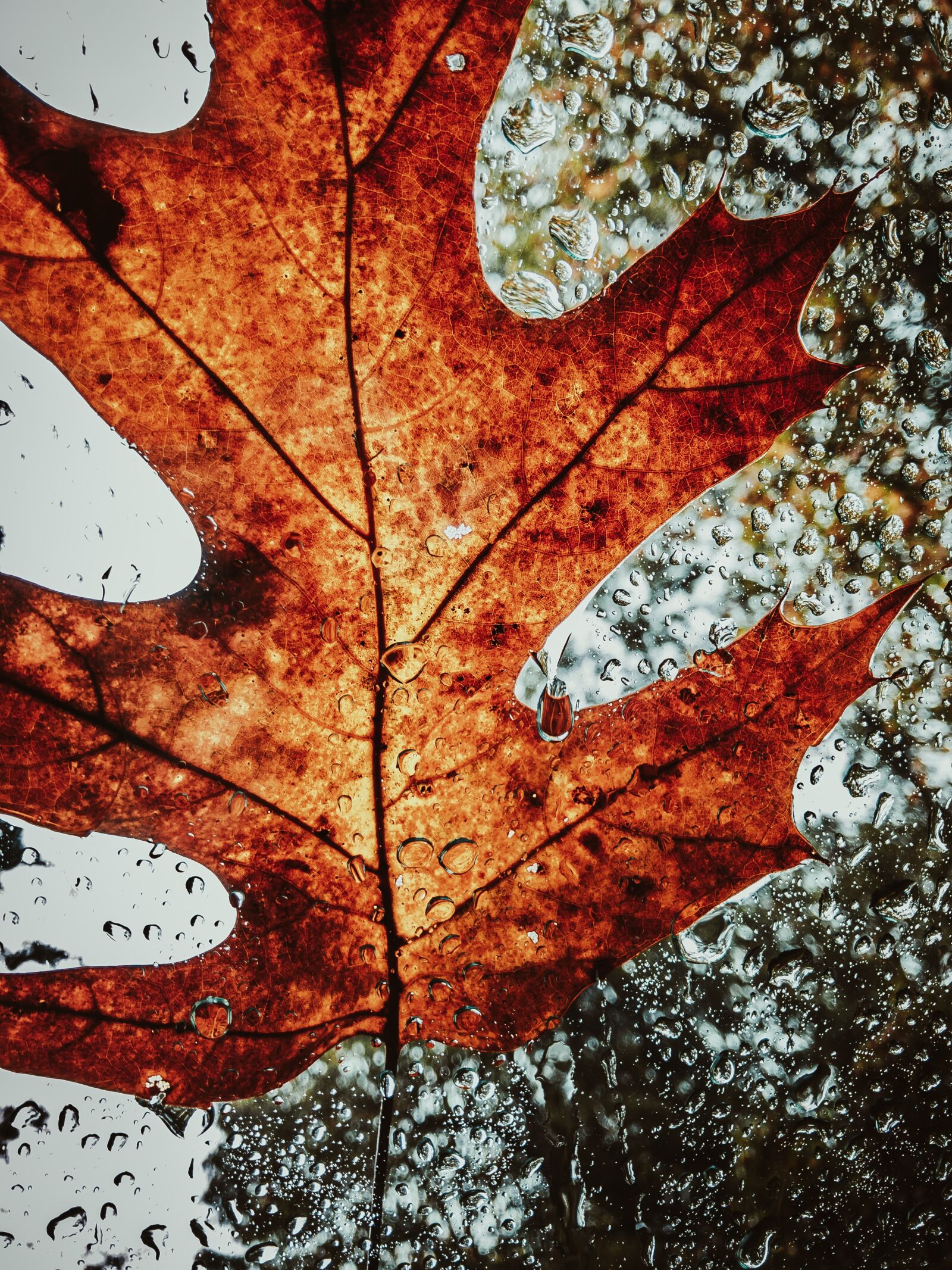 iPhone 8 Plus back camera 3.99mm f/1.8 sample photo. Autumn, water drops, nature photography