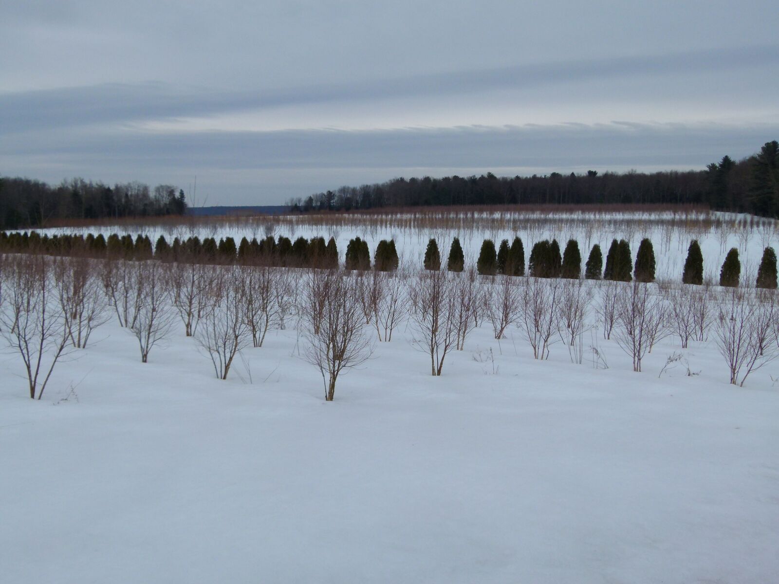 Panasonic Lumix DMC-FZ100 sample photo. Tree farm, trees, farm photography