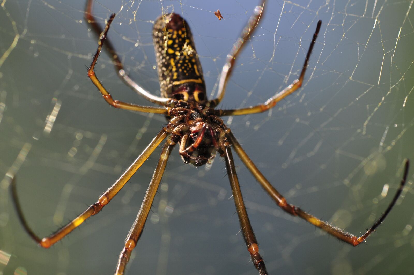 Nikon D90 sample photo. Spider, spiderweb, cobweb photography
