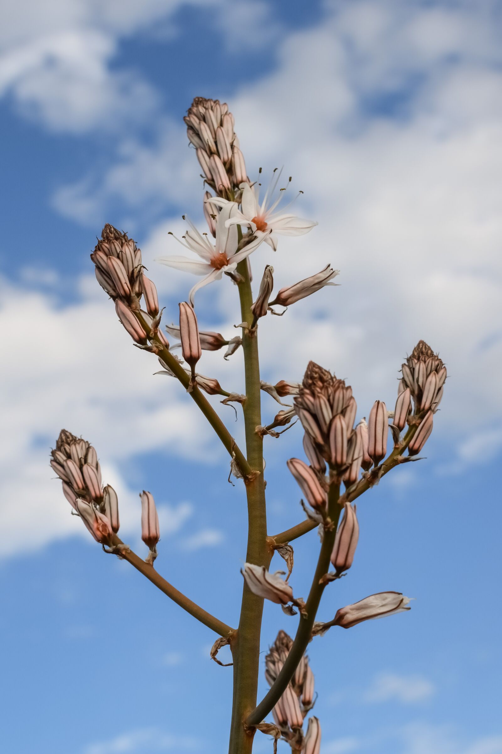Nikon D3300 sample photo. Flowers, blossom, buds photography