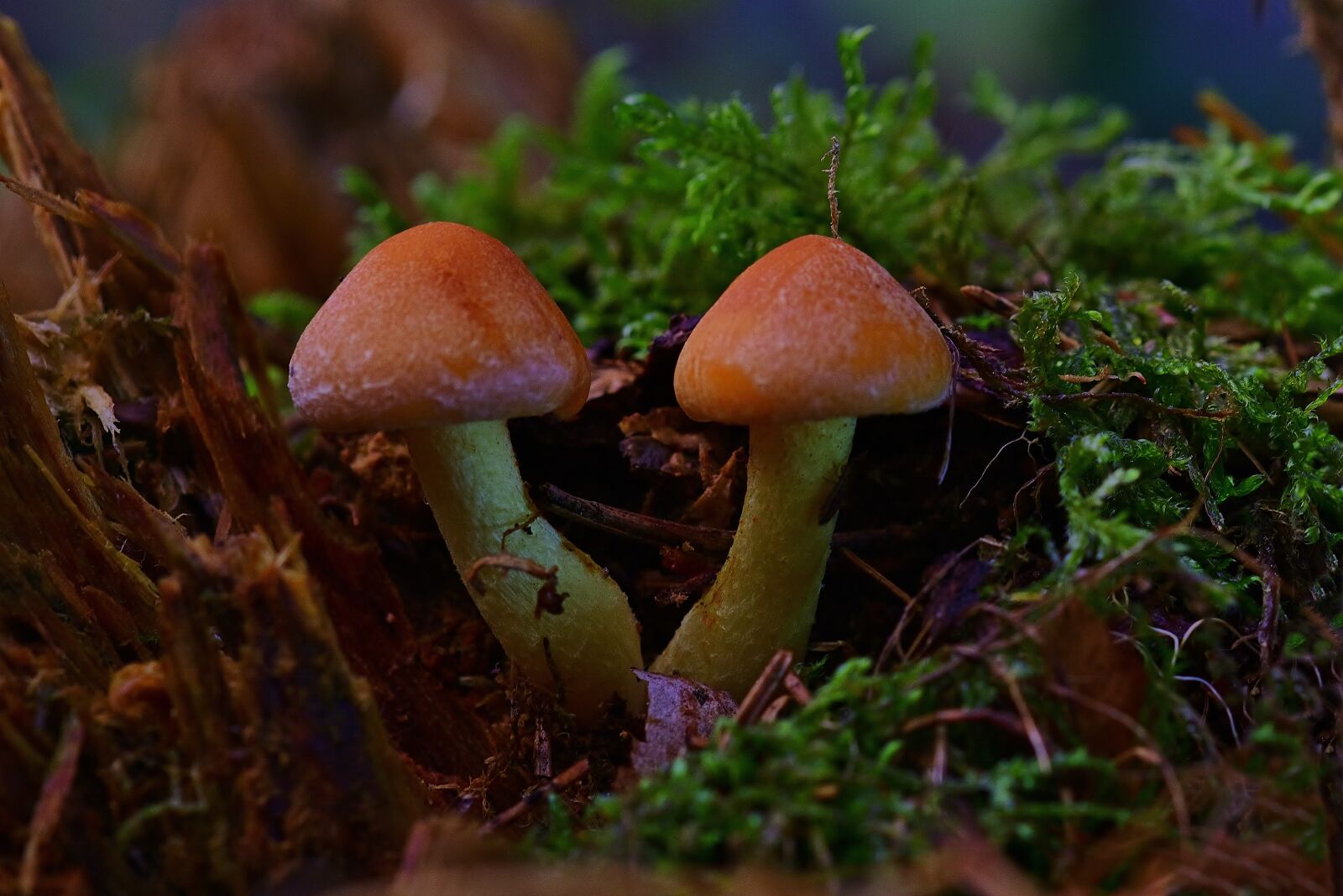 Nikon D5200 sample photo. Forest, mushrooms, tree stump photography