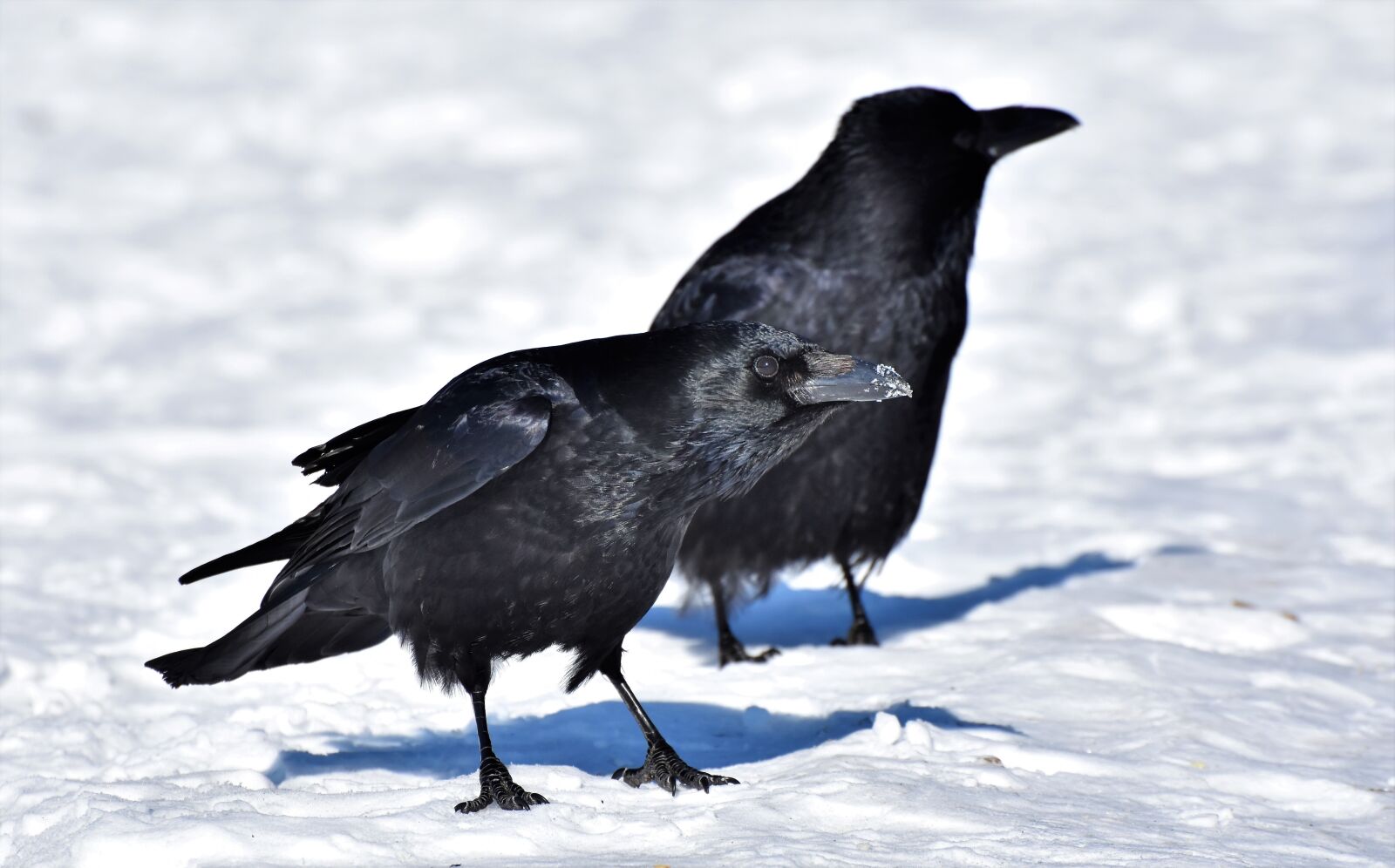 Nikon D7200 sample photo. Raven, crow, raven bird photography